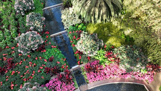 An overhead image of the East Conservatory at Longwood Gardens, featuring bright pink flowers, ferns, and palms. 